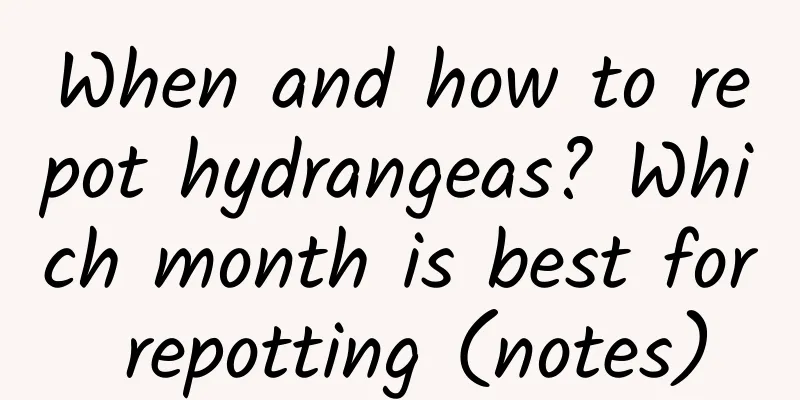 When and how to repot hydrangeas? Which month is best for repotting (notes)