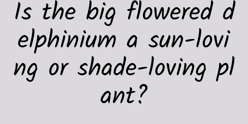 Is the big flowered delphinium a sun-loving or shade-loving plant?