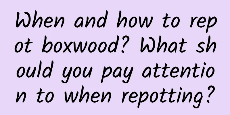 When and how to repot boxwood? What should you pay attention to when repotting?