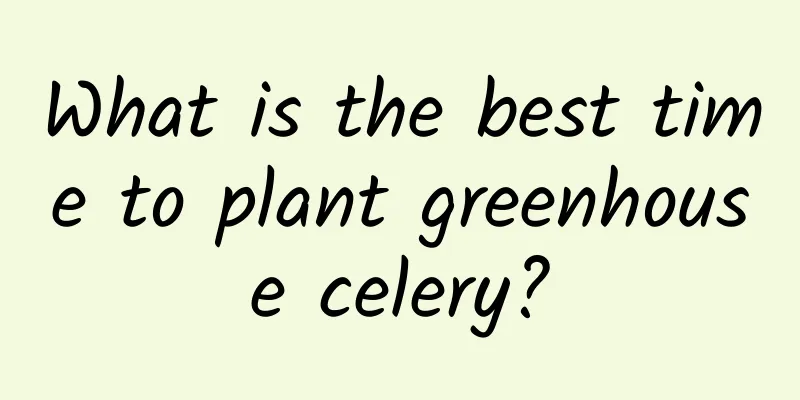What is the best time to plant greenhouse celery?