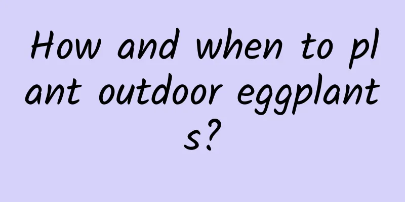 How and when to plant outdoor eggplants?