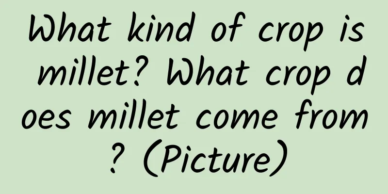 What kind of crop is millet? What crop does millet come from? (Picture)