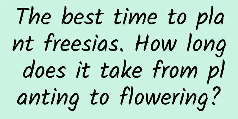 The best time to plant freesias. How long does it take from planting to flowering?