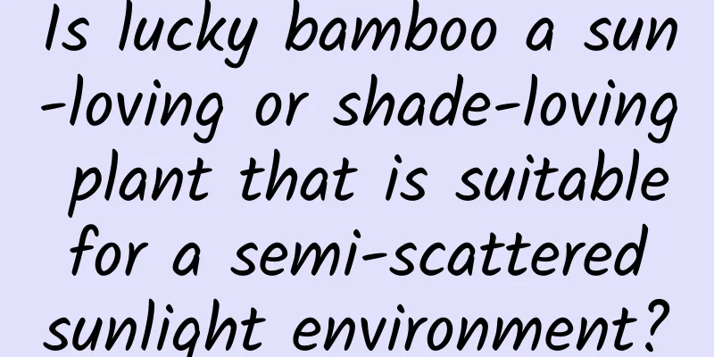 Is lucky bamboo a sun-loving or shade-loving plant that is suitable for a semi-scattered sunlight environment?