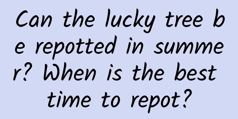 Can the lucky tree be repotted in summer? When is the best time to repot?