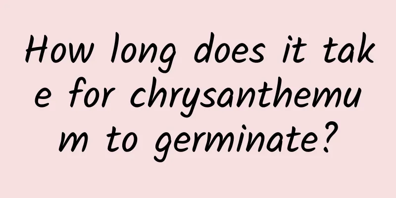 How long does it take for chrysanthemum to germinate?