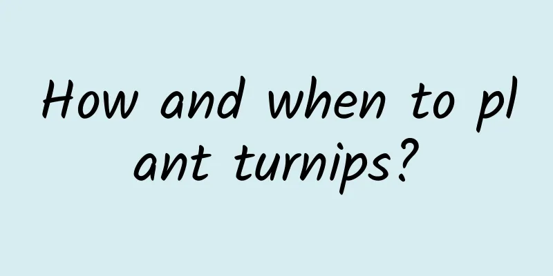 How and when to plant turnips?