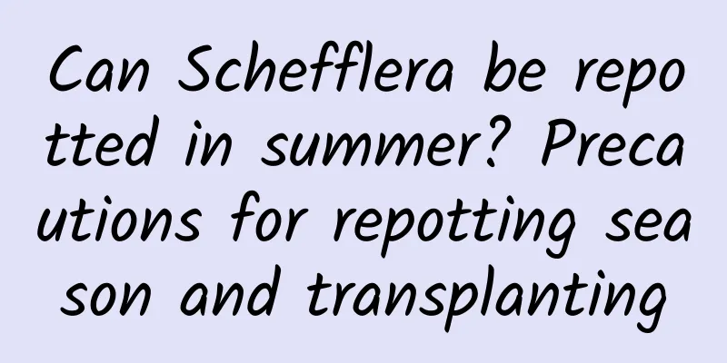 Can Schefflera be repotted in summer? Precautions for repotting season and transplanting