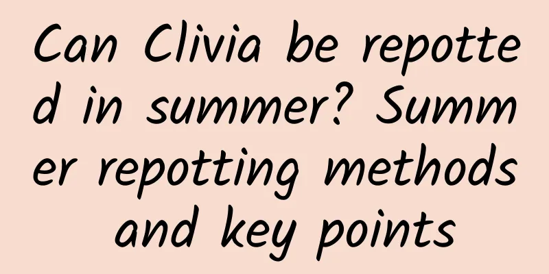Can Clivia be repotted in summer? Summer repotting methods and key points