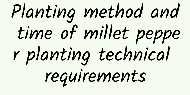 Planting method and time of millet pepper planting technical requirements