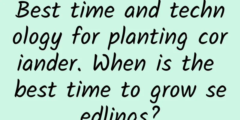 Best time and technology for planting coriander. When is the best time to grow seedlings?