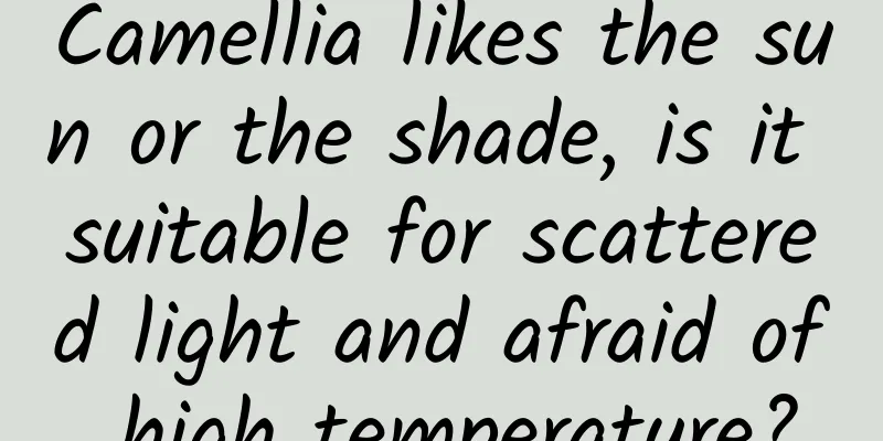 Camellia likes the sun or the shade, is it suitable for scattered light and afraid of high temperature?