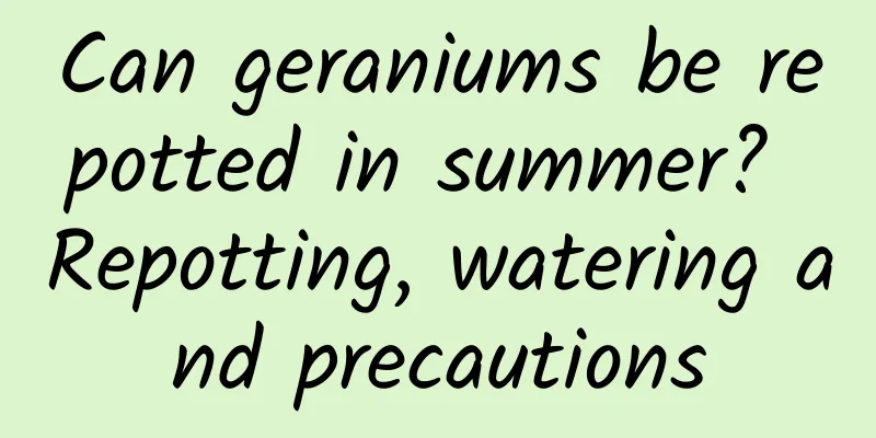 Can geraniums be repotted in summer? Repotting, watering and precautions