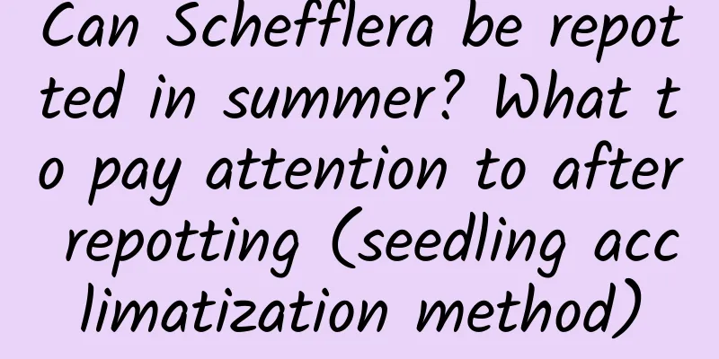 Can Schefflera be repotted in summer? What to pay attention to after repotting (seedling acclimatization method)