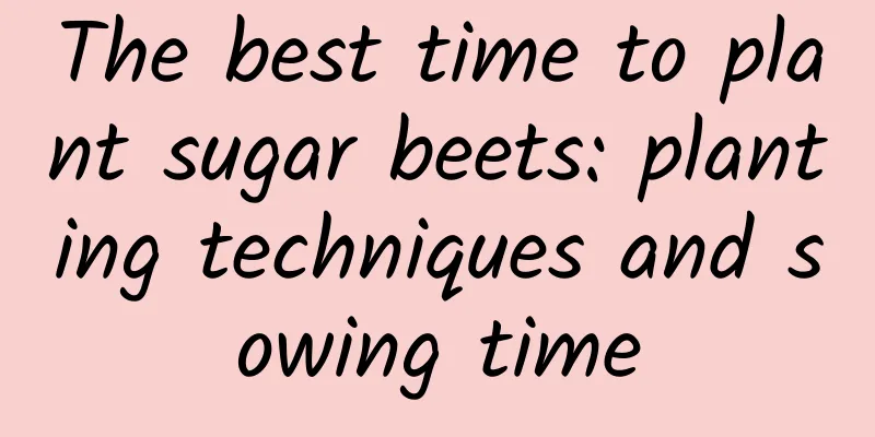 The best time to plant sugar beets: planting techniques and sowing time