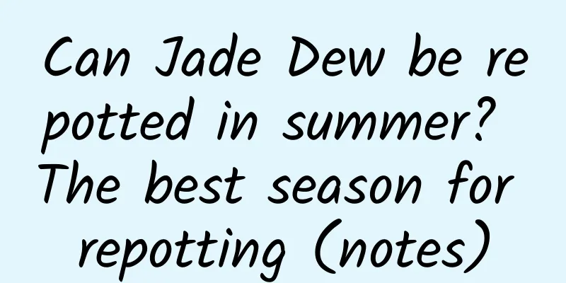 Can Jade Dew be repotted in summer? The best season for repotting (notes)
