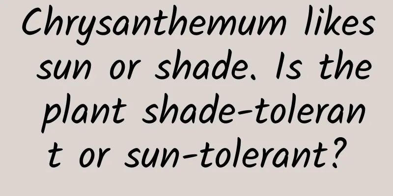 Chrysanthemum likes sun or shade. Is the plant shade-tolerant or sun-tolerant?