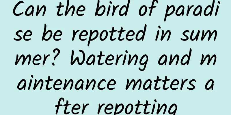 Can the bird of paradise be repotted in summer? Watering and maintenance matters after repotting