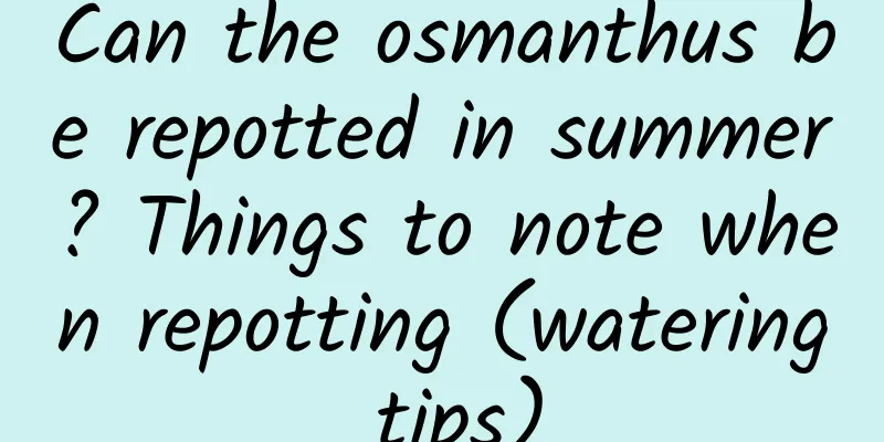 Can the osmanthus be repotted in summer? Things to note when repotting (watering tips)