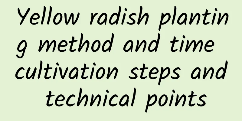 Yellow radish planting method and time cultivation steps and technical points