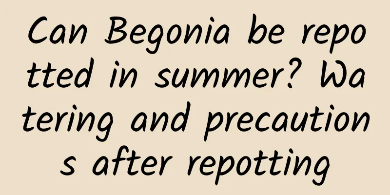 Can Begonia be repotted in summer? Watering and precautions after repotting