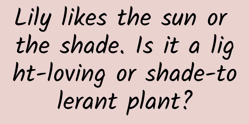 Lily likes the sun or the shade. Is it a light-loving or shade-tolerant plant?