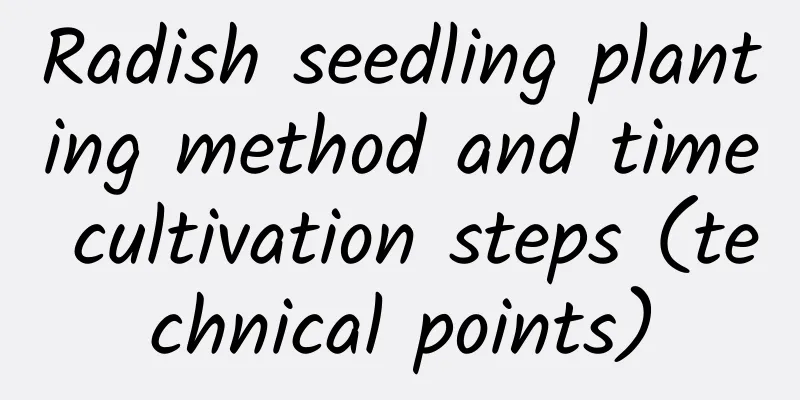 Radish seedling planting method and time cultivation steps (technical points)
