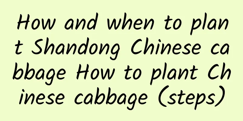 How and when to plant Shandong Chinese cabbage How to plant Chinese cabbage (steps)