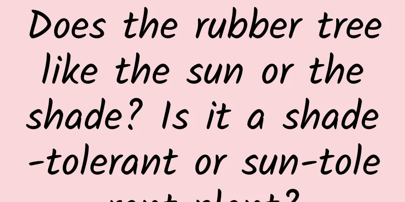 Does the rubber tree like the sun or the shade? Is it a shade-tolerant or sun-tolerant plant?