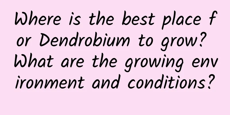 Where is the best place for Dendrobium to grow? What are the growing environment and conditions?