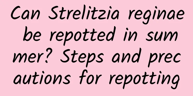 Can Strelitzia reginae be repotted in summer? Steps and precautions for repotting