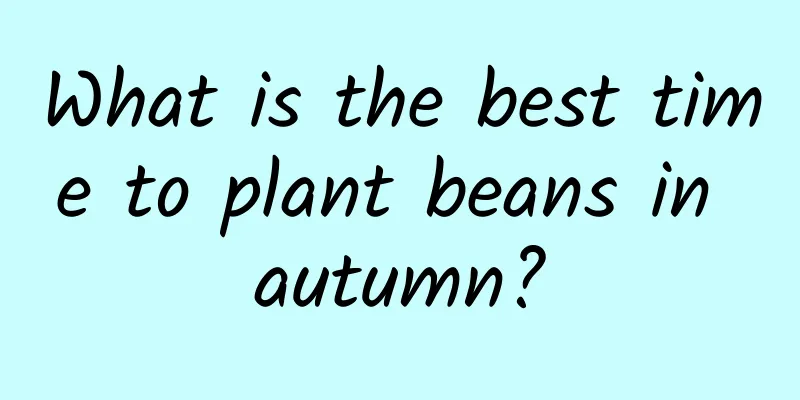 What is the best time to plant beans in autumn?