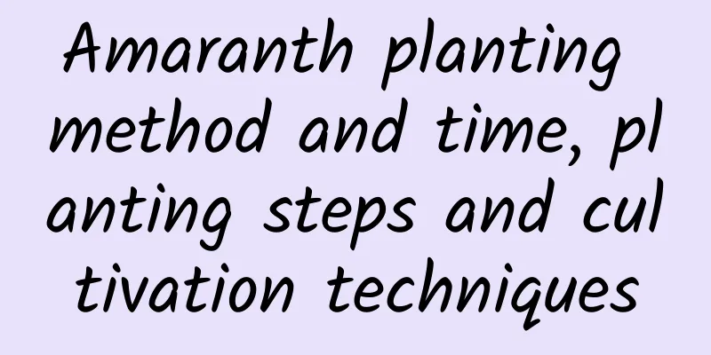 Amaranth planting method and time, planting steps and cultivation techniques