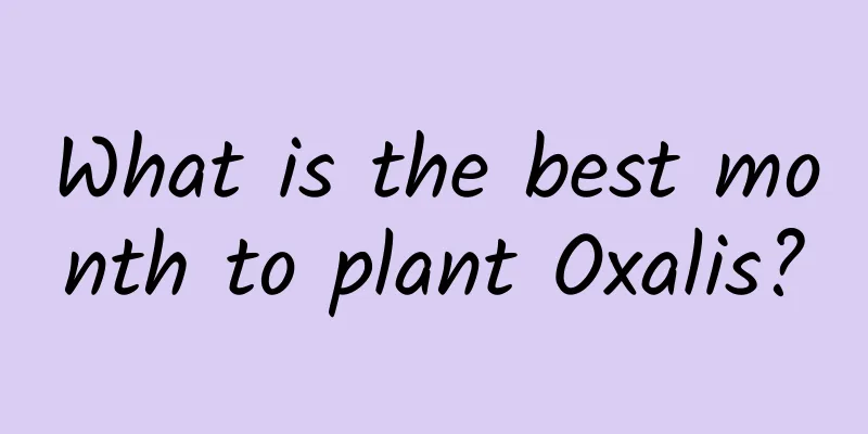 What is the best month to plant Oxalis?
