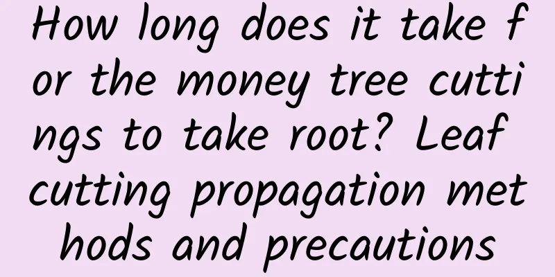 How long does it take for the money tree cuttings to take root? Leaf cutting propagation methods and precautions