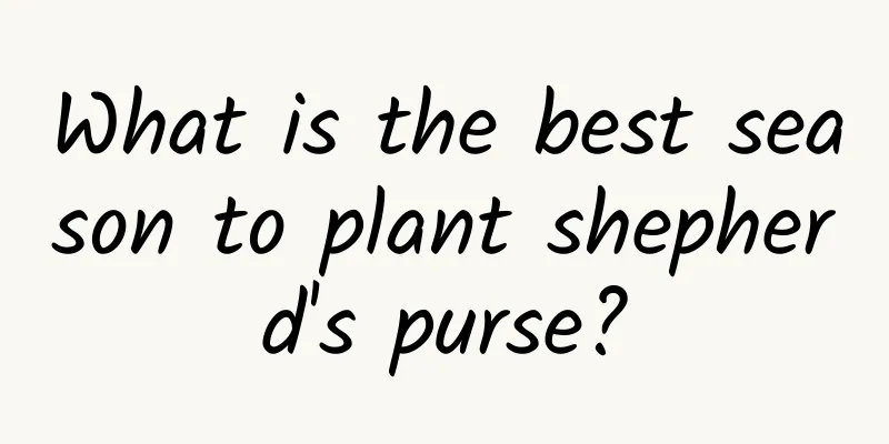 What is the best season to plant shepherd's purse?