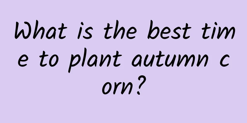 What is the best time to plant autumn corn?