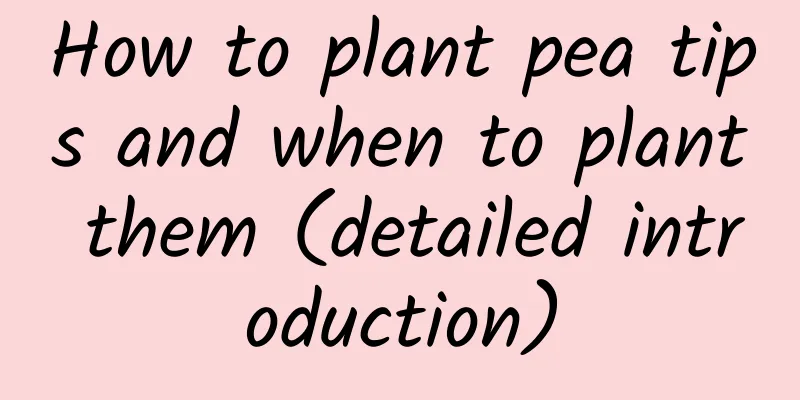 How to plant pea tips and when to plant them (detailed introduction)