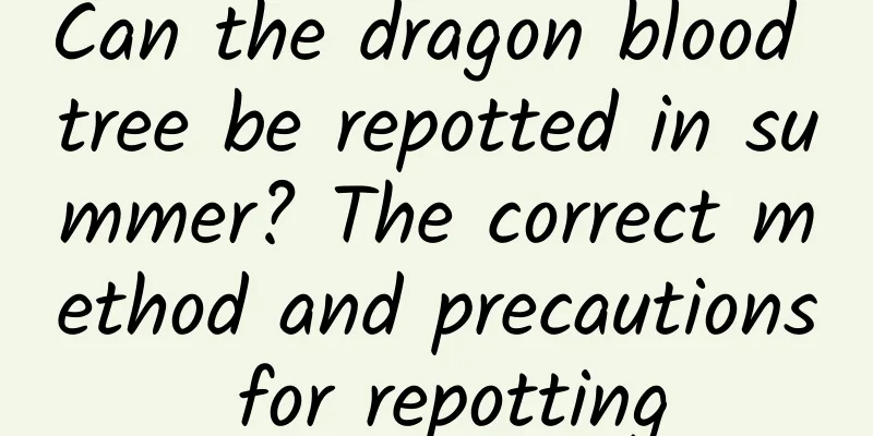 Can the dragon blood tree be repotted in summer? The correct method and precautions for repotting