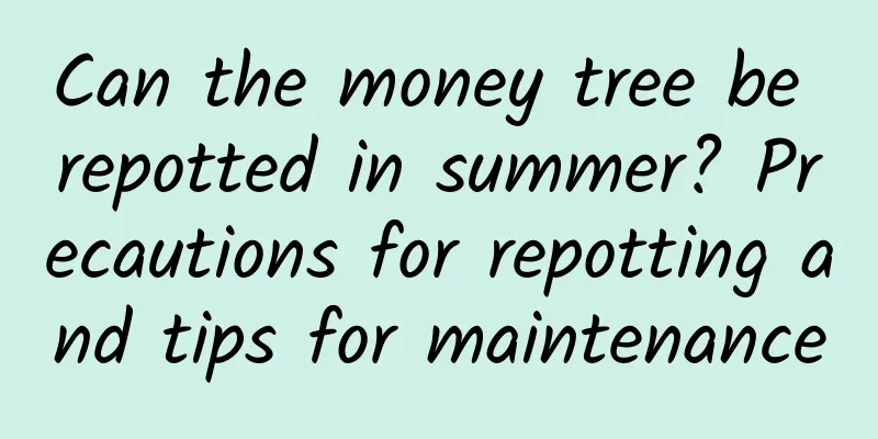 Can the money tree be repotted in summer? Precautions for repotting and tips for maintenance