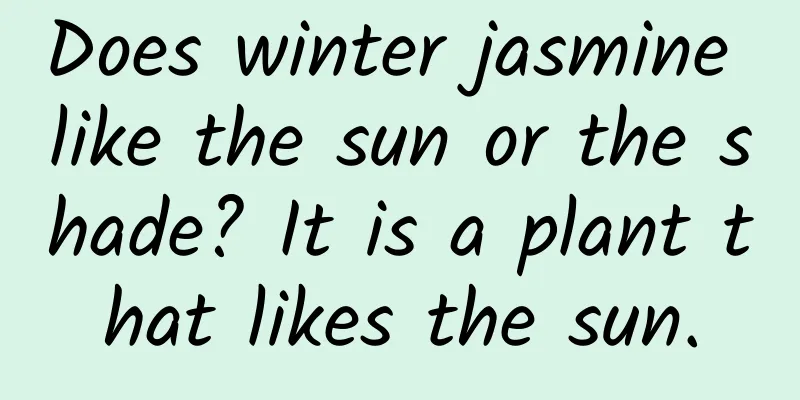 Does winter jasmine like the sun or the shade? It is a plant that likes the sun.