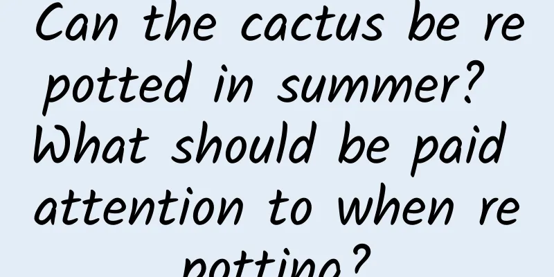Can the cactus be repotted in summer? What should be paid attention to when repotting?