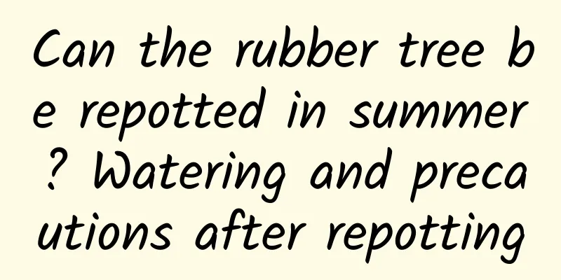 Can the rubber tree be repotted in summer? Watering and precautions after repotting
