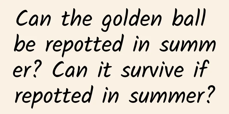 Can the golden ball be repotted in summer? Can it survive if repotted in summer?