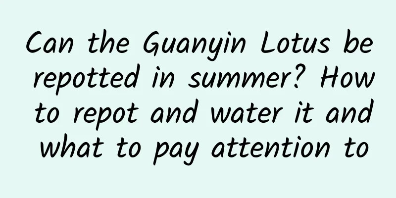 Can the Guanyin Lotus be repotted in summer? How to repot and water it and what to pay attention to