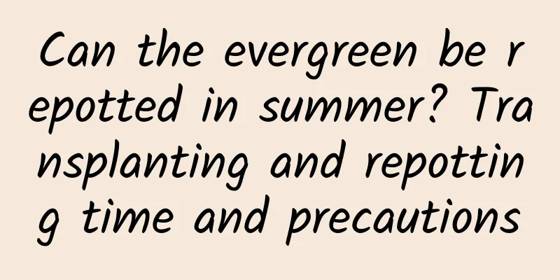 Can the evergreen be repotted in summer? Transplanting and repotting time and precautions