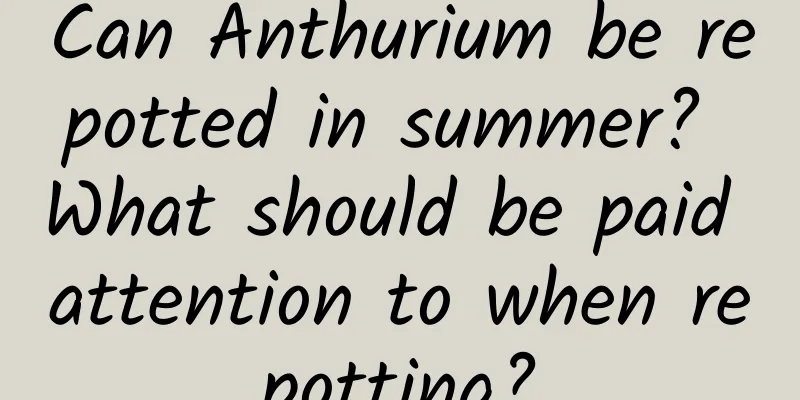 Can Anthurium be repotted in summer? What should be paid attention to when repotting?