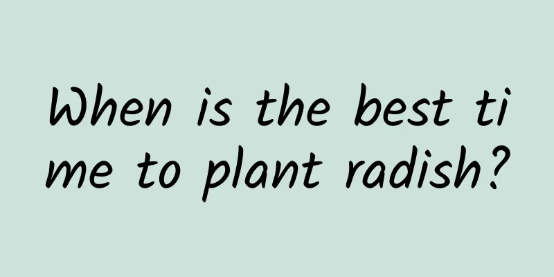 When is the best time to plant radish?