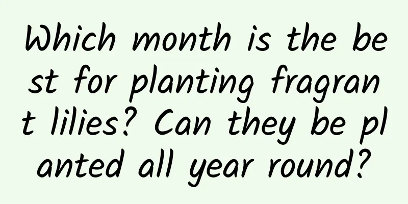 Which month is the best for planting fragrant lilies? Can they be planted all year round?