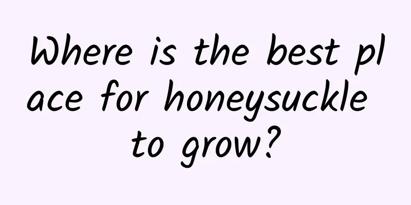 Where is the best place for honeysuckle to grow?